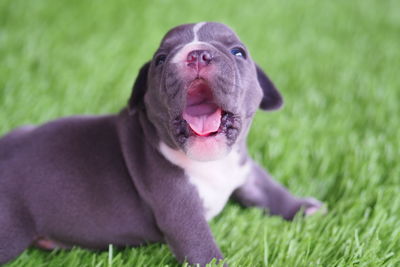 Close-up of a dog on field