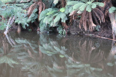 Close-up of plants in water