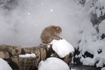 Side view of monkey sitting on rock during winter