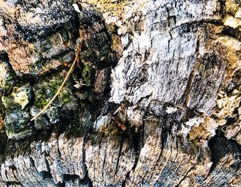 Full frame shot of tree trunk