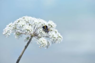 Close-up of insect on white flower