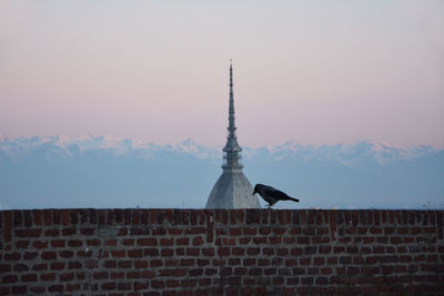 Low angle view of bird on building against sky.  turin, mole antonelliana with crow