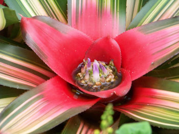 Close-up of pink flower