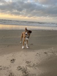 Dog on beach