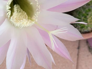 Close-up of pink rose flower