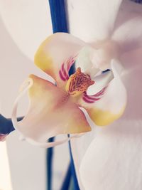 Close-up of white orchid