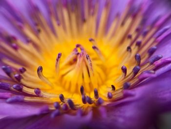 Extreme close-up of purple flower