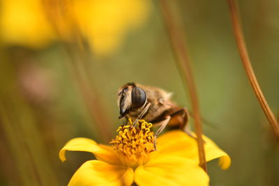 Close-up of insect perching on yellow flower