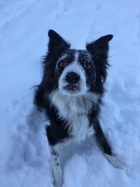 Portrait of dog on snow covered field