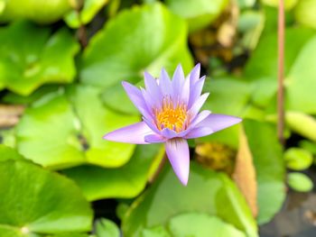 Close-up of purple water lily in pond