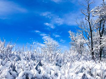 Bare trees on snow covered field against blue sky