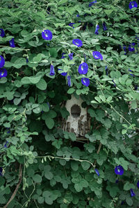 High angle view of purple flowering plants