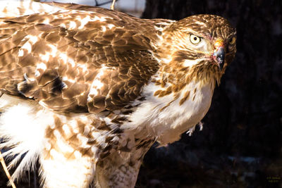 Close-up of owl