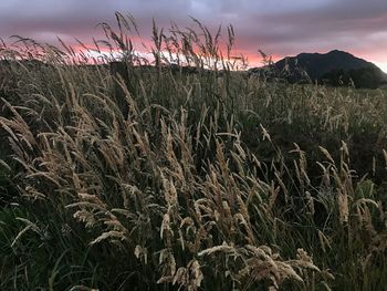 Close-up of plants against sky