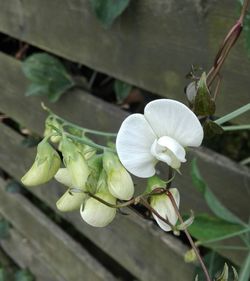 Close-up of white flowers