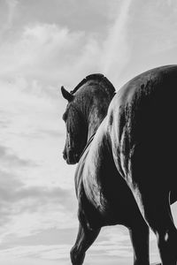 Side view of horse dans marco statue 