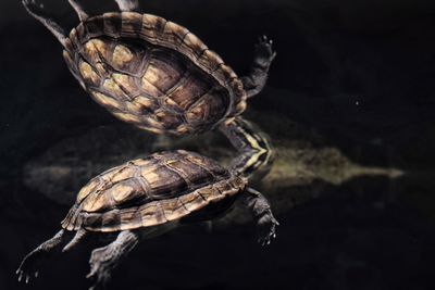 Close-up of turtle