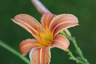 Close-up of day lily