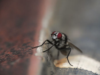 Close-up of fly