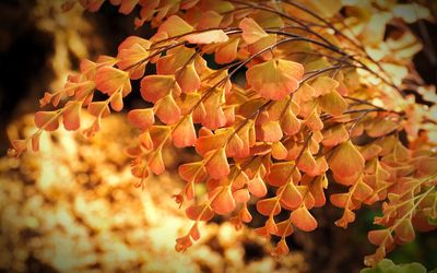 Close-up of tree during autumn