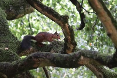 Low angle view of monkey on tree