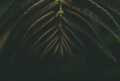 Full frame shot of plant