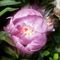 Close-up of pink rose blooming outdoors