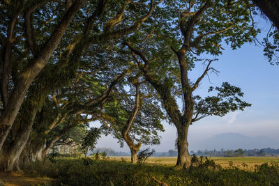 Trees on field against sky