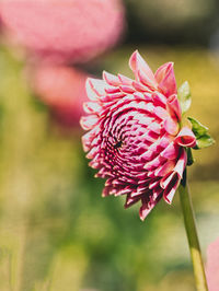 Close-up of pink flower