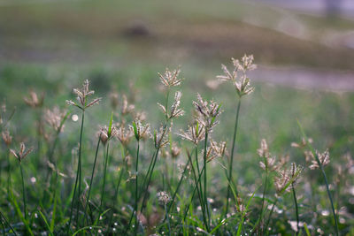 Close-up of flowering plants on field