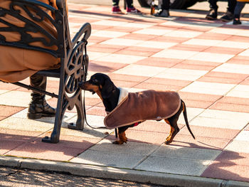 Dog standing on footpath