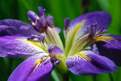 Close-up of purple flowers blooming outdoors