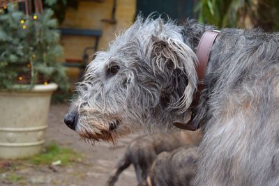 Close-up of dog outdoors