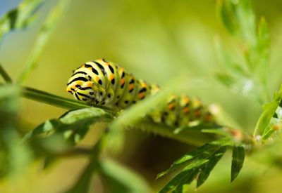 Close-up of insect on twig