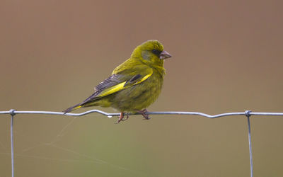 Close-up of bird perching on twig