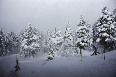 Snow covered trees against sky