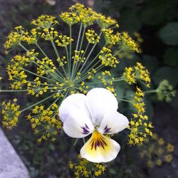 Close-up of yellow flower