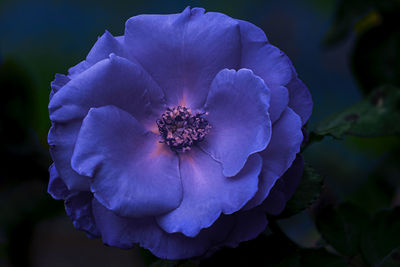 Close-up of purple flowering plant