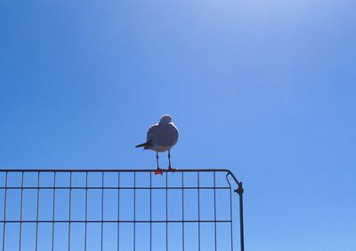 Low angle view of seagull perching on pole against clear blue sky