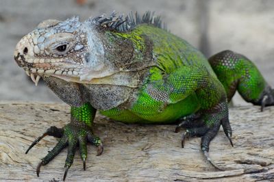 Close-up of a lizard