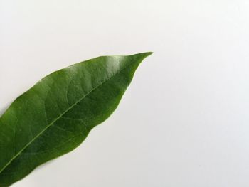 Close-up of green leaves on white background