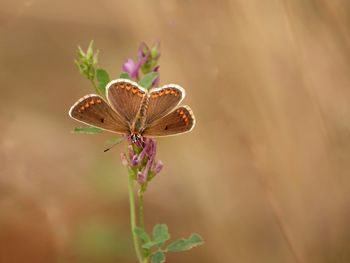Close-up of butterfly pollinating flower
