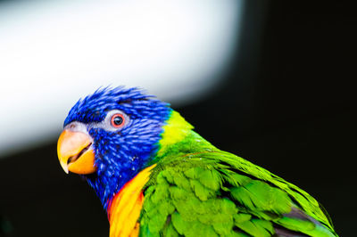 Close-up of parrot