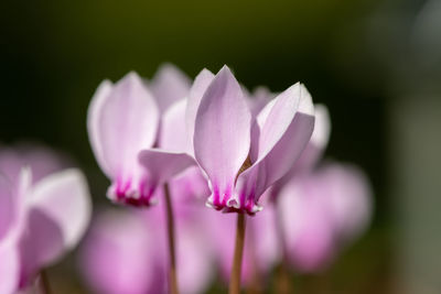 Close-up of pink flowering plant