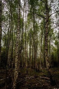 Trees in forest