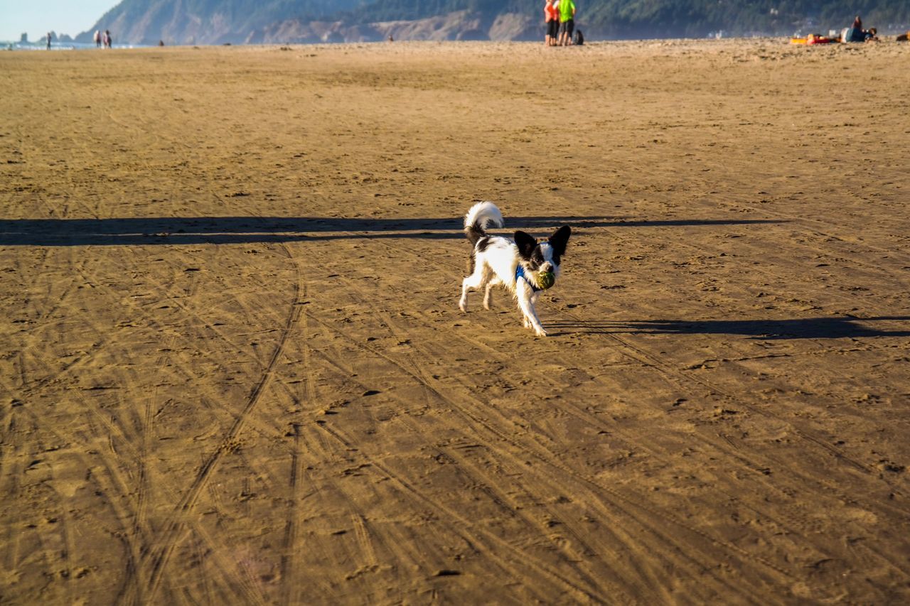 DOG AT BEACH