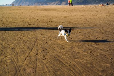 Dog on beach