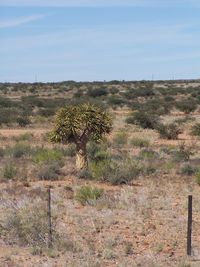 View of tree on landscape against clear sky