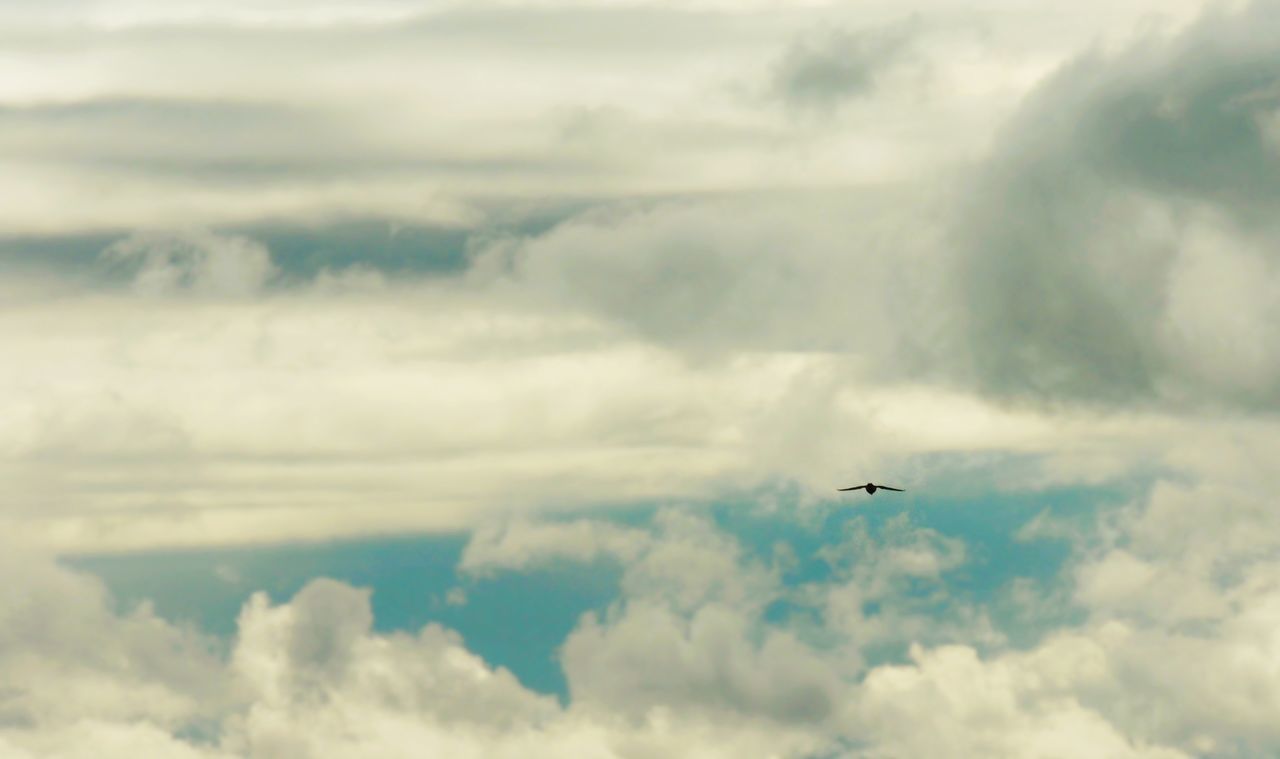 LOW ANGLE VIEW OF BIRD FLYING