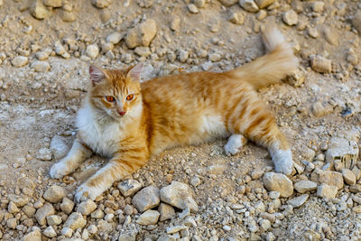 Portrait of a cat